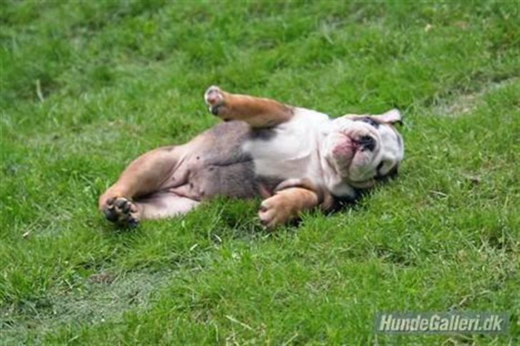 Engelsk bulldog Viola - Lille viola billede 2