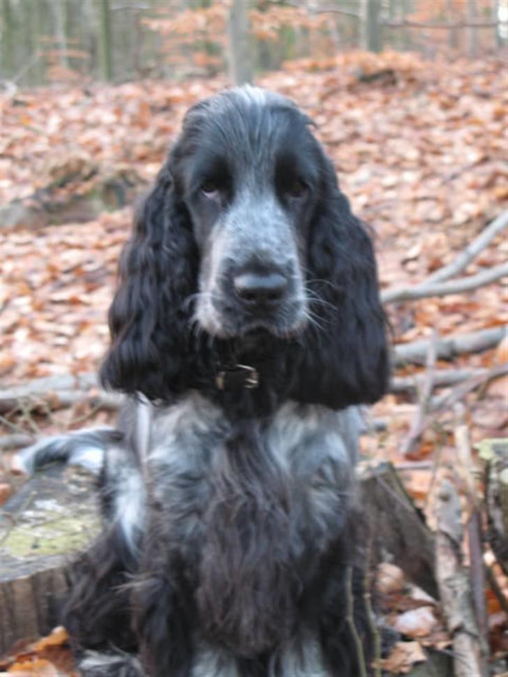 Cocker spaniel Basil billede 4