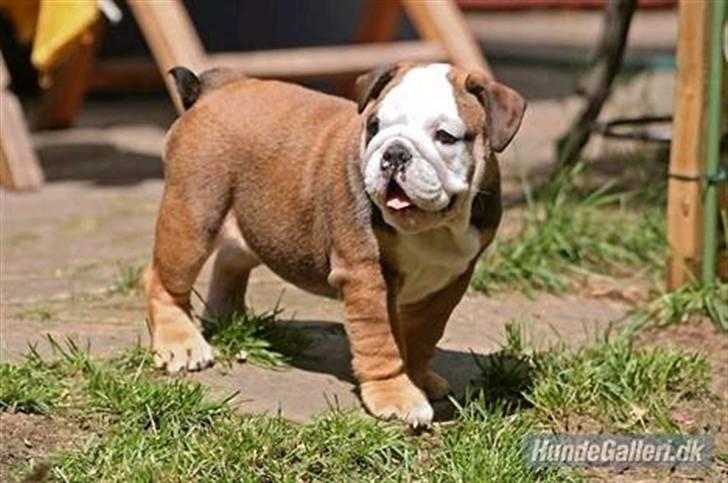 Engelsk bulldog Viola - viola baby billede 3