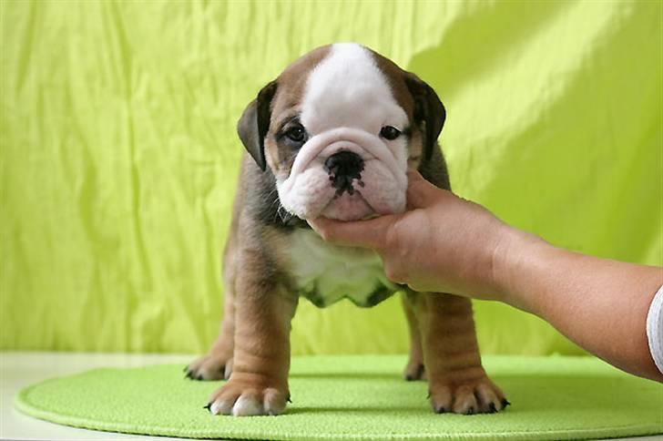 Engelsk bulldog Viola - Viola lille bitte baby billede 4