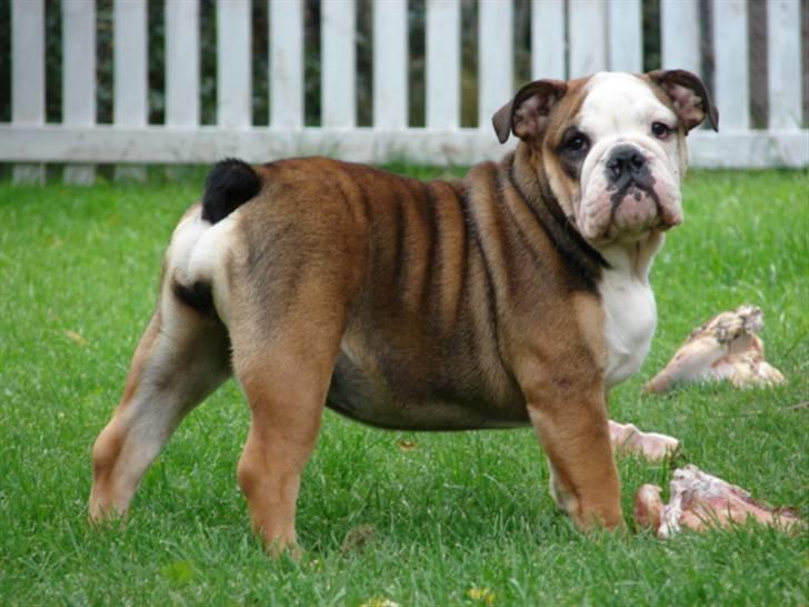 Engelsk bulldog Viola - madtid! billede 5