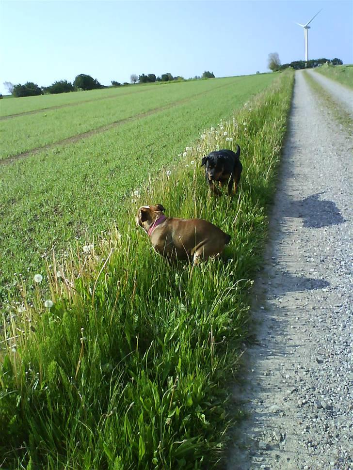 Engelsk bulldog Viola - bætid! billede 6