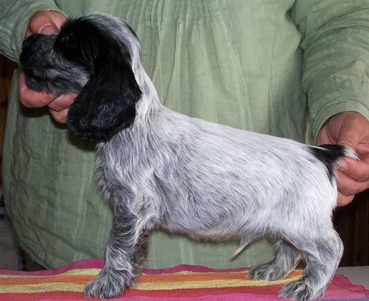 Cocker spaniel Basil billede 5