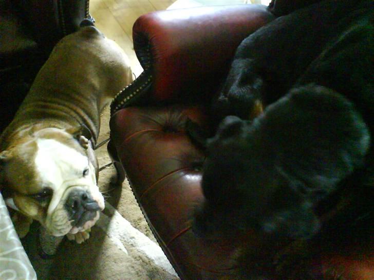 Engelsk bulldog Viola - Glor du på mig?? grimme Rotte billede 7