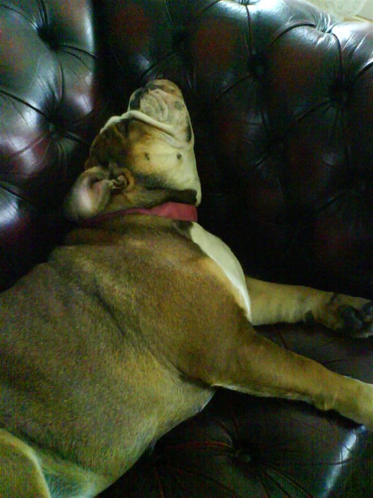 Engelsk bulldog Viola - TRÆT!!! billede 8