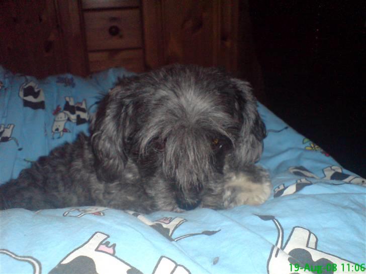 Lhasa apso Freja (tullermus) billede 6