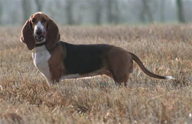 Basset artésien normand Bessie de Berénice - Bessie på en af sine lufteture.  billede 1