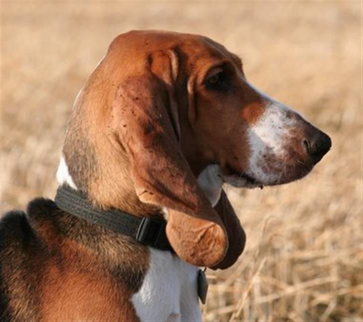 Basset artésien normand Bessie de Berénice - Bessie i profil billede 2