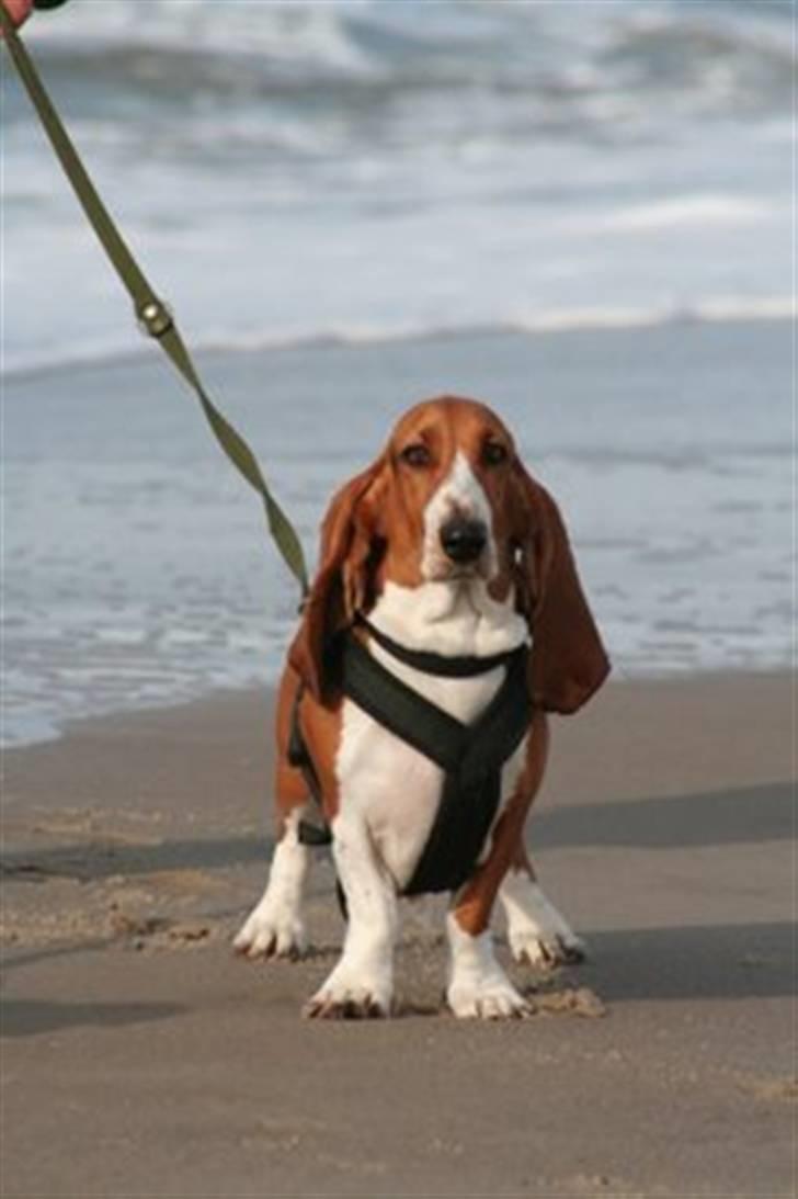 Basset artésien normand Bessie de Berénice - Der er ikke noget som en tur til vesterhavet i strid blæst billede 3