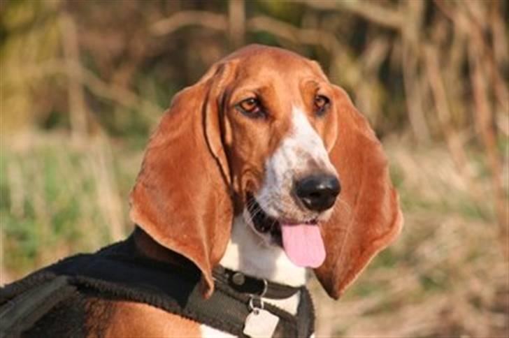 Basset artésien normand Bessie de Berénice - En frisk og oplagt Bessie billede 4