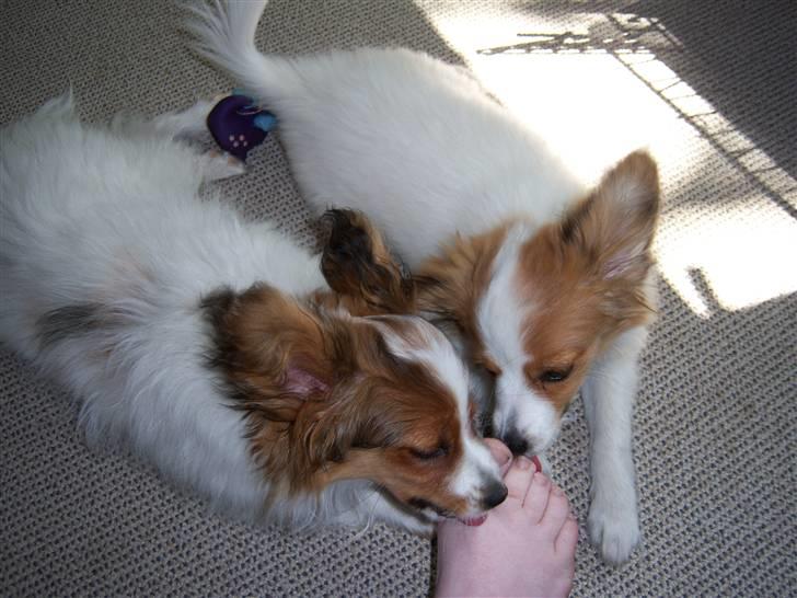 Papillon Westerbo´Anton - Min søster og jeg elsker at slikke bare tær billede 1