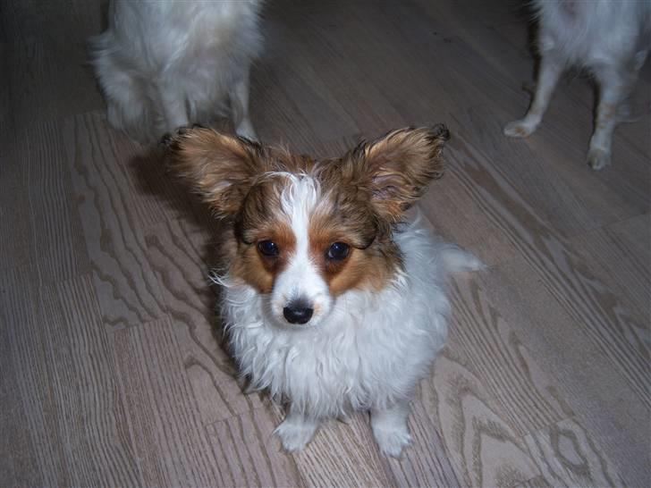 Papillon Westerbo´Anton - En dejlig dreng ved navn Anton billede 2