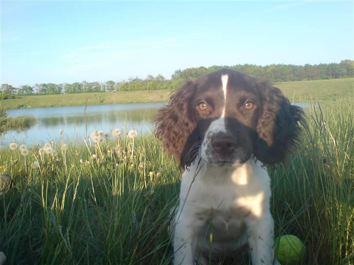 Field Trial spaniel Dina af Lang's - Dejlig dag ved søerne med far billede 11