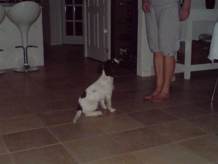 Field Trial spaniel Dina af Lang's - Se hvor pænt jeg kan sidde og kontakten er super billede 12