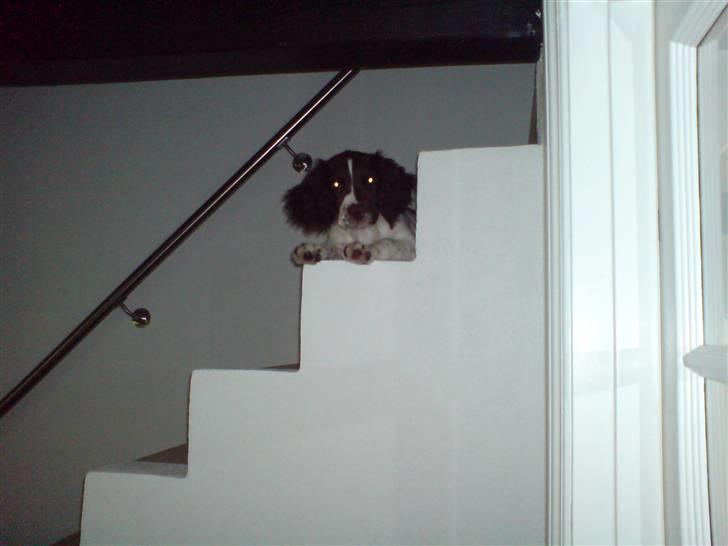 Field Trial spaniel Dina af Lang's - Kom nu op og leg far  billede 13