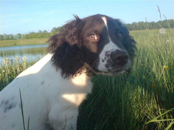 Field Trial spaniel Dina af Lang's billede 14