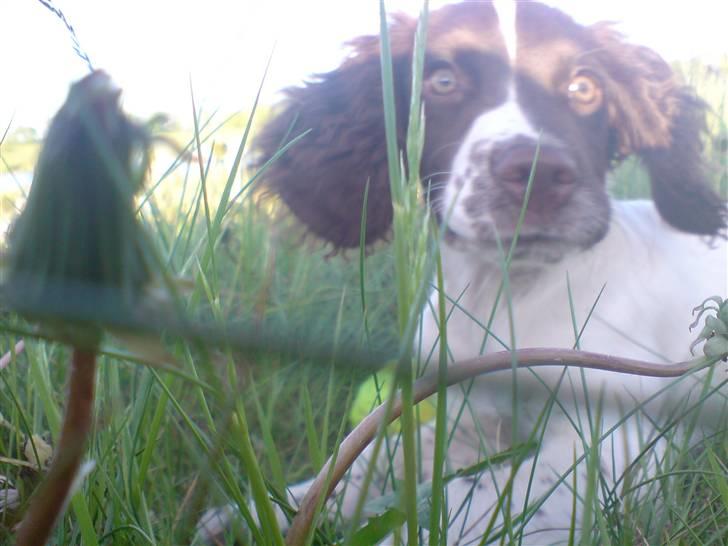 Field Trial spaniel Dina af Lang's - FAR HVAD VAR DET!! billede 15