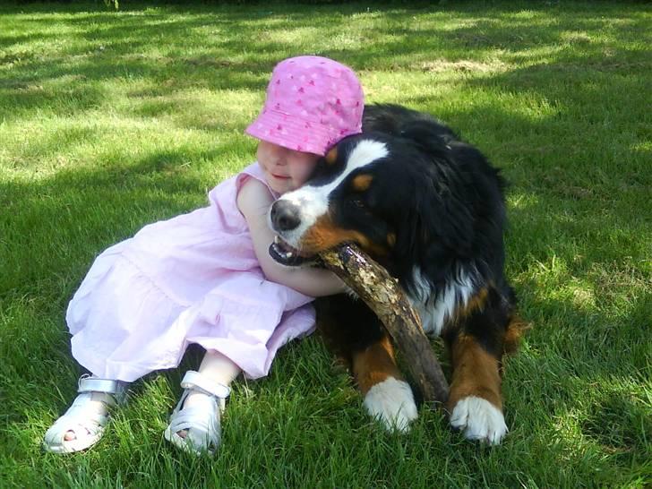 Berner sennenhund Manse billede 9