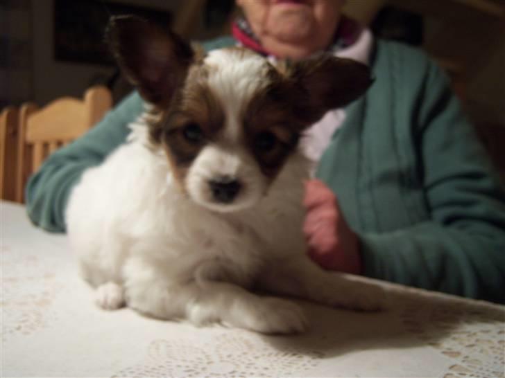 Papillon Westerbo´Anton - Her er Anton 6 uger  billede 3