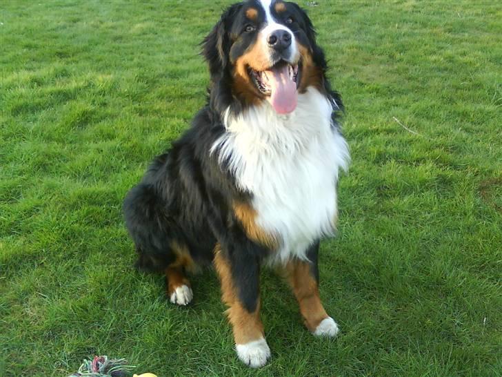 Berner sennenhund Manse billede 10