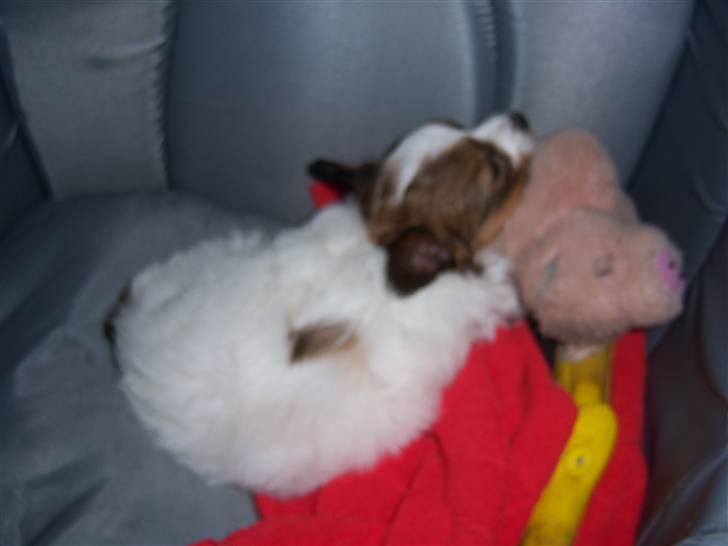 Papillon Westerbo´Anton - En lille søvning Anton  billede 4