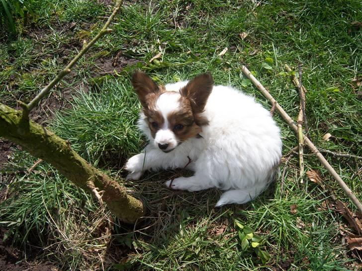 Papillon Westerbo´Anton - En lille fyr der slikker solskin billede 5
