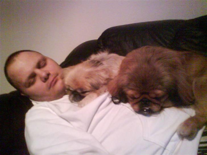 Pekingeser Line R.I.P Min skat - her ligger de så alle tre og putter på sofaen billede 10