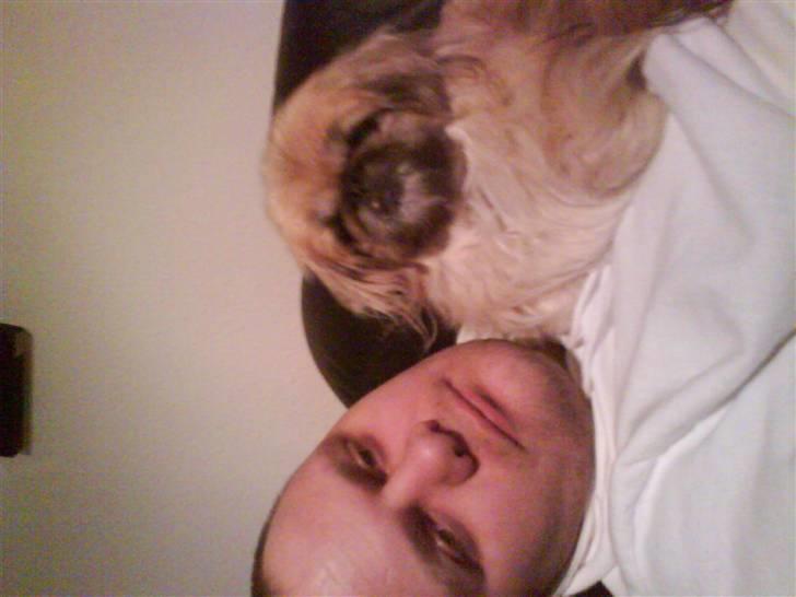 Pekingeser Line R.I.P Min skat - ihhh vågnet på maven er far billede 11