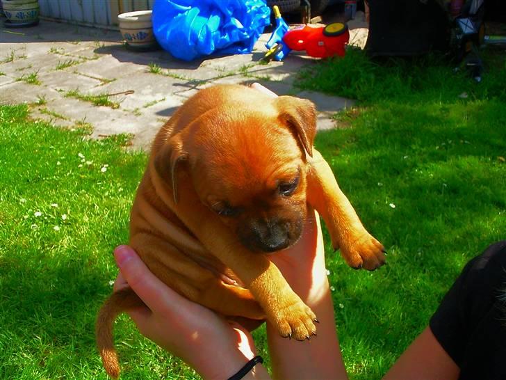 Staffordshire bull terrier Wilma billede 1