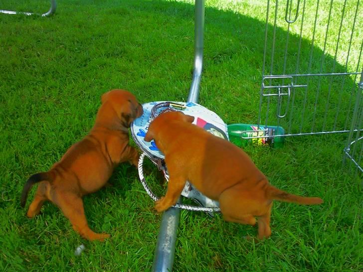 Staffordshire bull terrier Wilma billede 2