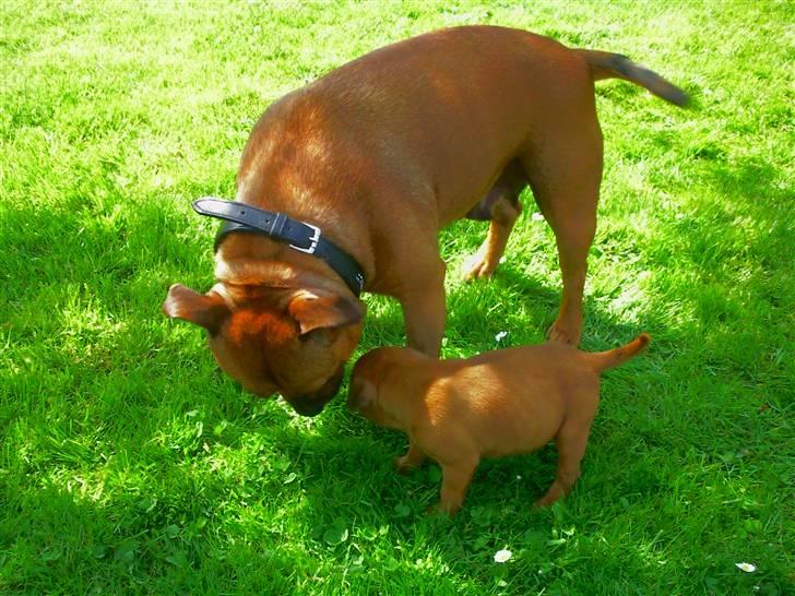 Staffordshire bull terrier Wilma billede 3