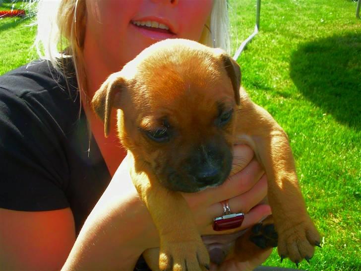 Staffordshire bull terrier Wilma billede 4