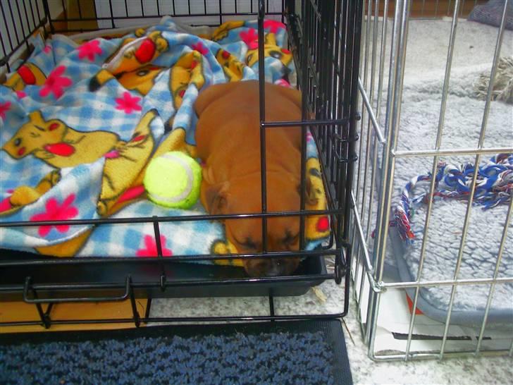 Staffordshire bull terrier Wilma billede 5