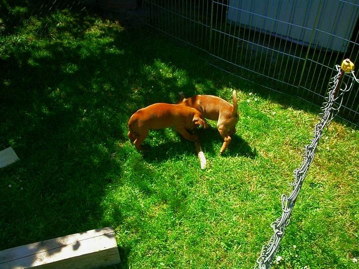 Staffordshire bull terrier Wilma billede 6