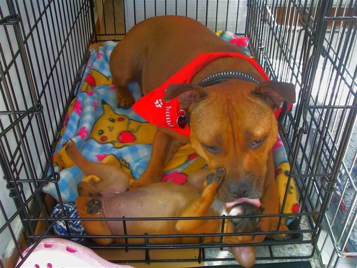 Staffordshire bull terrier Wilma billede 7