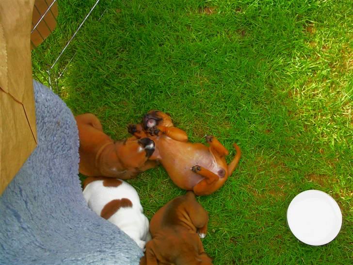 Staffordshire bull terrier Wilma billede 8