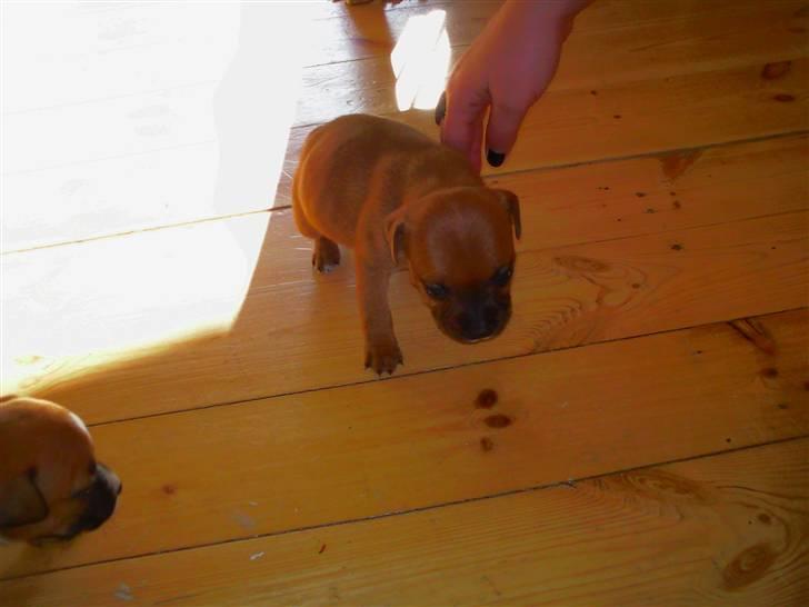 Staffordshire bull terrier Wilma billede 9