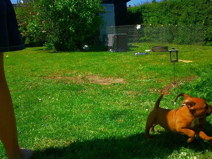 Staffordshire bull terrier Wilma billede 10