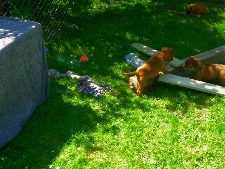 Staffordshire bull terrier Wilma billede 11