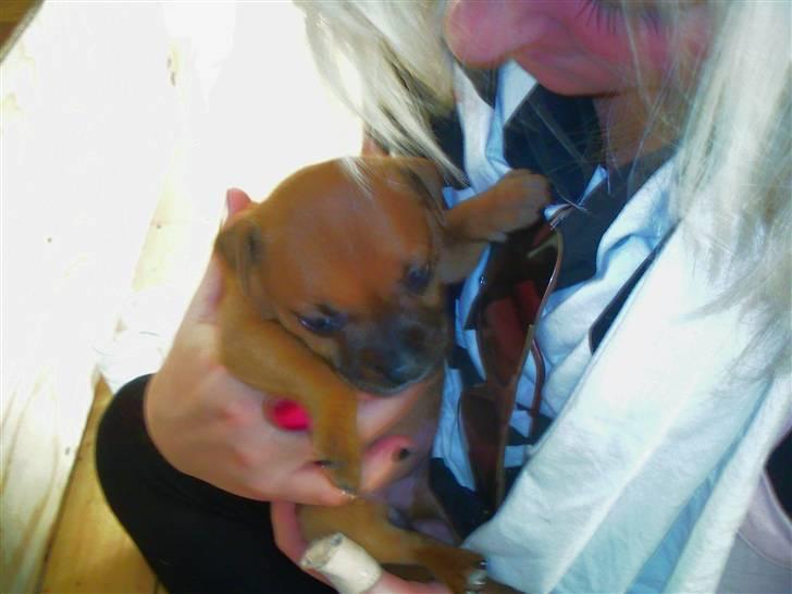 Staffordshire bull terrier Wilma billede 12