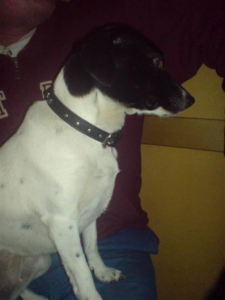 Foxhound Stuartc'',) - eller kiqqer jeg bare  billede 12