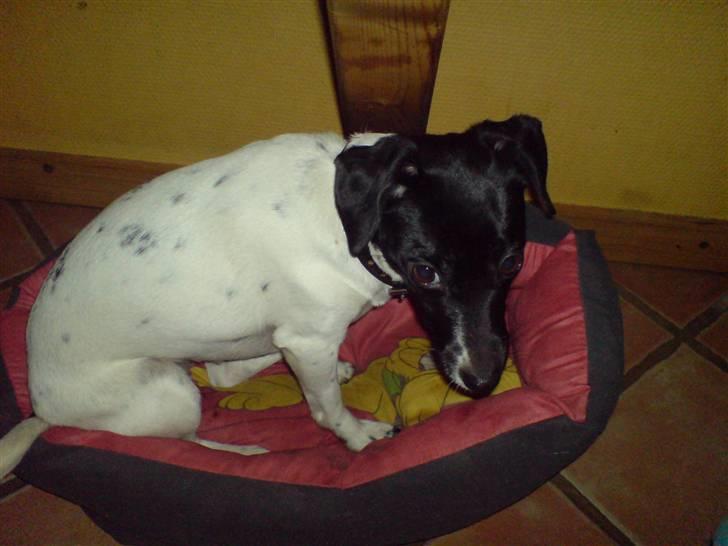 Foxhound Stuartc'',) - eller ligger jeg i min pluto kur´v billede 13