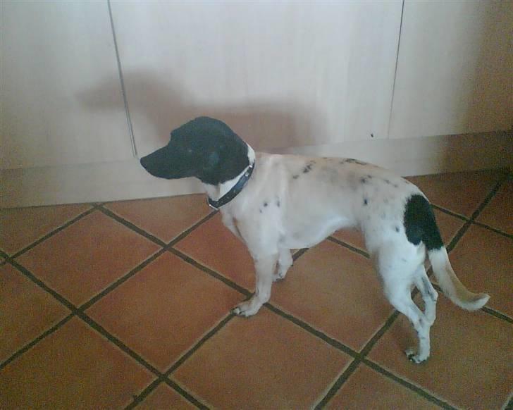 Foxhound Stuartc'',) - Jeg kan enligt godt lide af se fjernsyn. billede 14