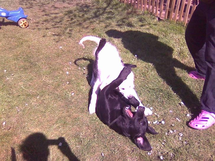 Labrador retriever freja billede 6