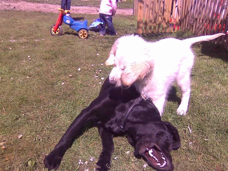 Labrador retriever freja billede 7