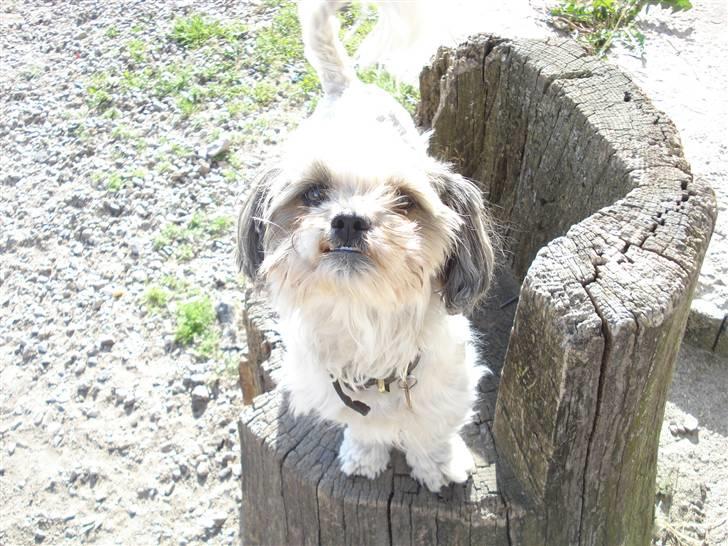 Blanding af racer Kenzo billede 2