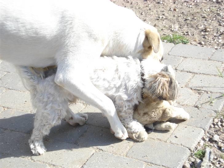 Blanding af racer Kenzo billede 4