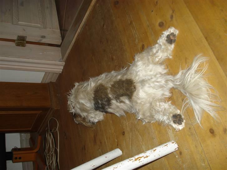 Blanding af racer Kenzo - Kenzo s ynglings måde at ligge på.. billede 5