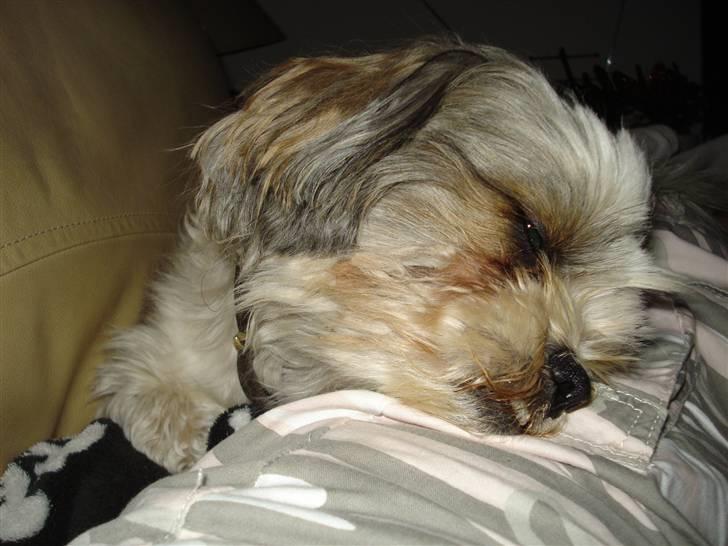 Blanding af racer Kenzo - Kenzo kan bedst lide sin mor.. smiler. billede 7