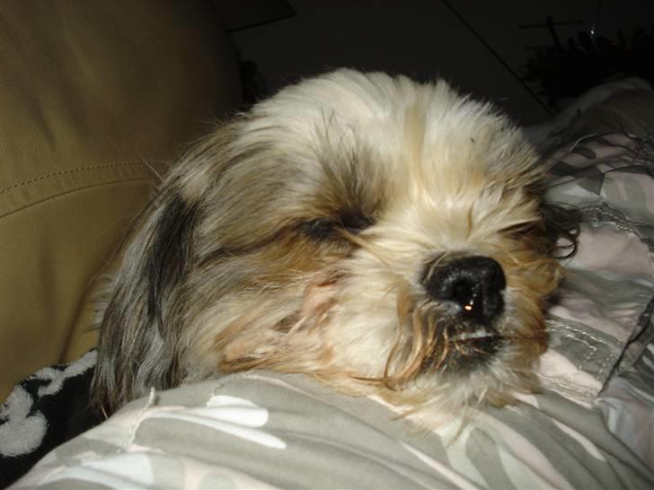 Blanding af racer Kenzo - mere nuttet kan man ikke være.. billede 8